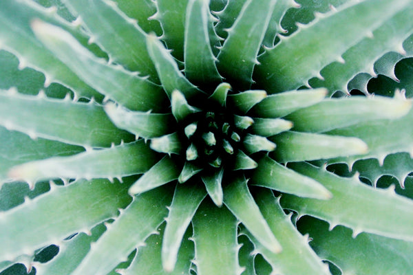 Top 5 Hydrating Ingredients You Need in Your Skincare Routine This Spring