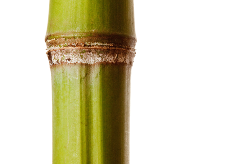 Bamboo