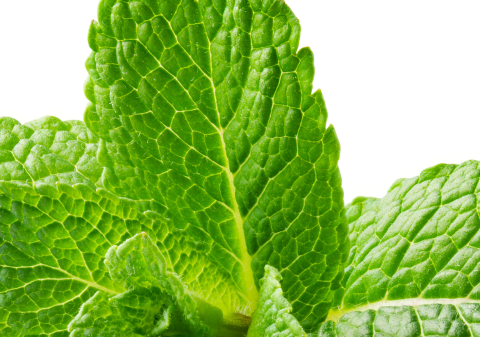 Spearmint Leaf Oil 